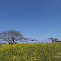 國營常陸海濱公園