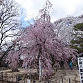 小諸懷古園_八重紅枝垂櫻