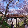 高遠城址公園_問屋門_櫻雲橋