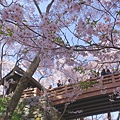 高遠城址公園_問屋門_櫻雲橋