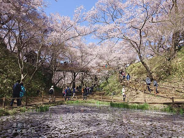 高遠城址公園_櫻雲橋