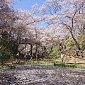 高遠城址公園_櫻雲橋