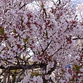 高遠城址公園_小彼岸櫻