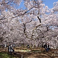 高遠城址公園