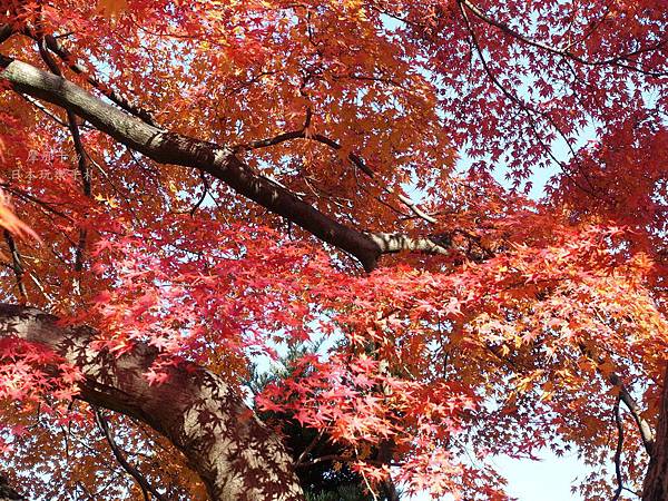 愛知 香嵐溪 四季櫻 祖父江 紅葉櫻花銀杏 中部北陸賞楓8日行程 摩那卡的日本玩樂手札 痞客邦