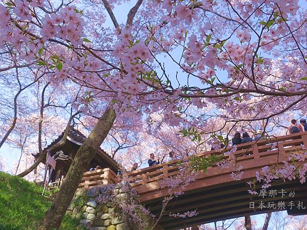 [遊記] 高遠城址公園--百大名城的天下第一櫻