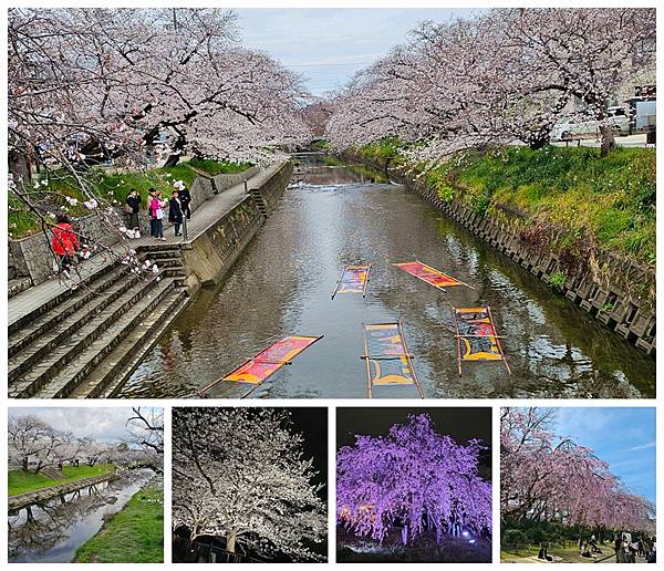 名古屋賞櫻_封面照.jpg