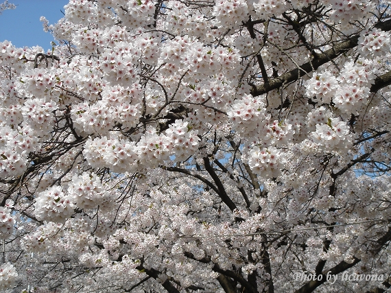 天童舞鶴山公園