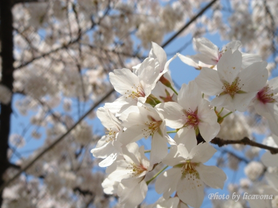 天童舞鶴山公園