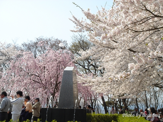 天童舞鶴山公園