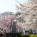 天童舞鶴山公園