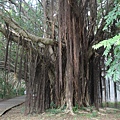 20110820_nthu_tree1.JPG