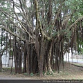 20110820_nthu_tree3.JPG