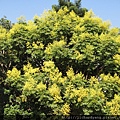 20110917_nthu_tree.JPG