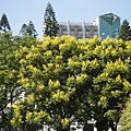 20110917_nthu_tree_a.JPG