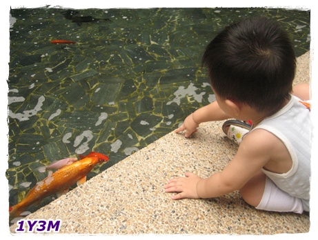 看魚.jpg 看魚.jpg