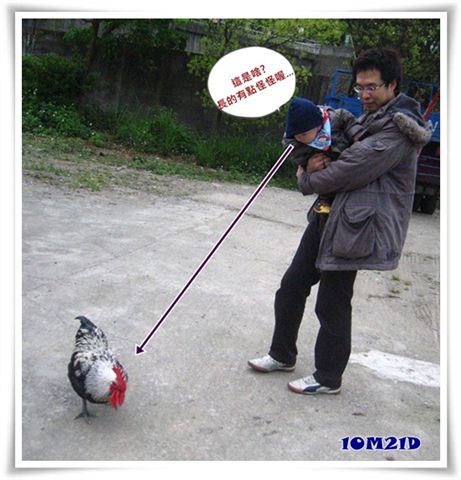 看雞.jpg 看雞.jpg