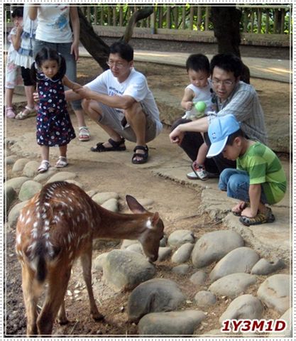 3鹿.JPG 3鹿.JPG