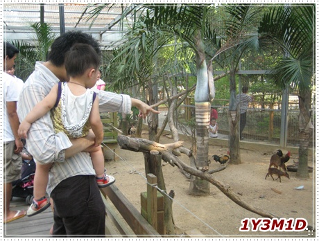 3雞.JPG 3雞.JPG