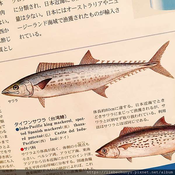 東京銀座美食 晴海壽司 米其林名店 銀座小十 姊妹店 星級江戶前壽司的入門體驗 Duet 科隆妮的雙人舞 痞客邦