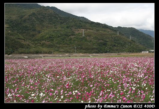 090127波斯菊花海_0003.jpg