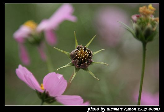 090127波斯菊花海_0009.jpg