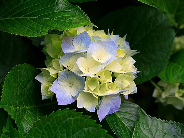 保養品Hydrangeas.jpg