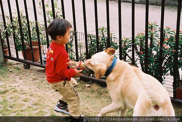 愛狗的威威, 當時兩歲多, 竟然不怕眼前這隻大拉拉, 還跟他玩的不亦樂乎..
