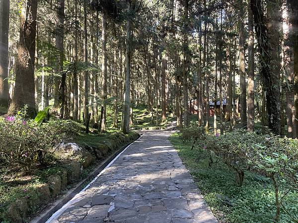 【住宿推薦—南投】森林浴住宿@溪頭青年活動中心