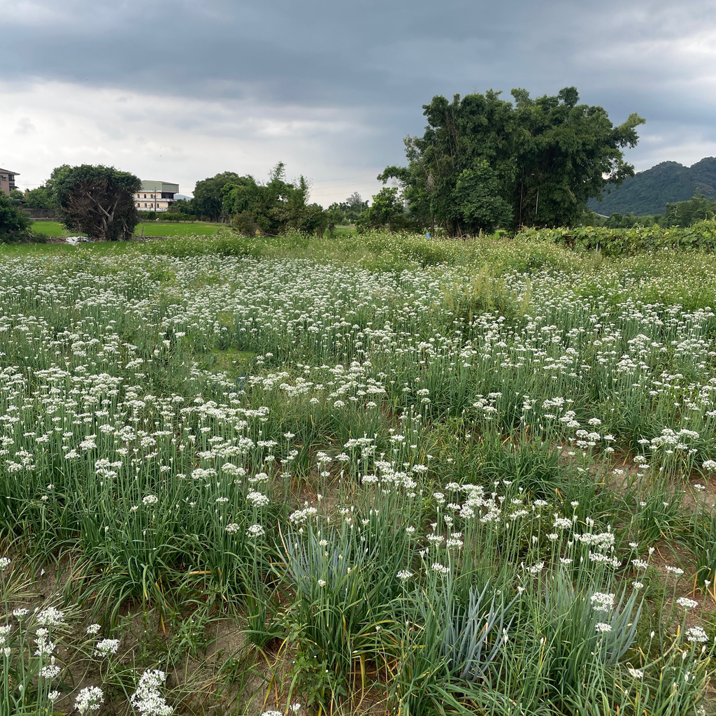 【小資旅行—大溪】大溪韭菜花田 & 七張福德宮