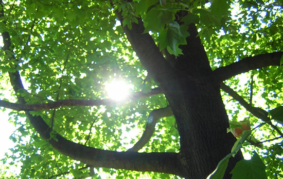 sunlight thru the tree.jpg