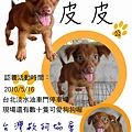 皮皮 台灣救狗協會 狗狗認養 0920-757-616 黎師兄 流浪動物認養樂園