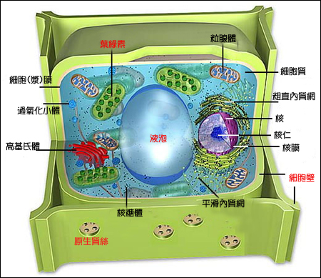 植物細胞示意圖01.jpg