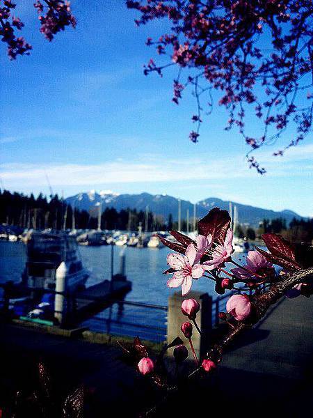 coalharbour_flower