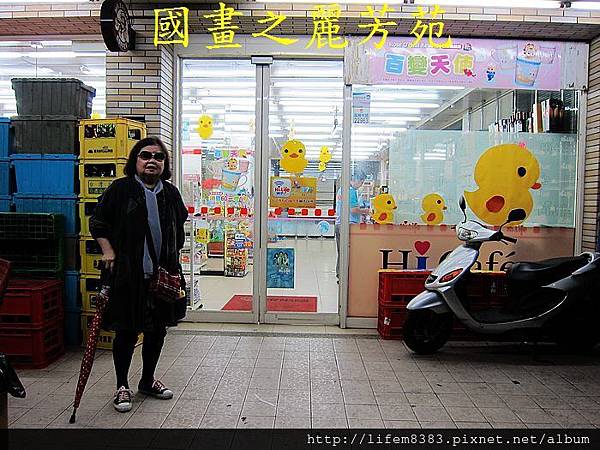 高雄黃色小鴨進駐桃園新屋後埤塘當旱鴨子 (1).jpg