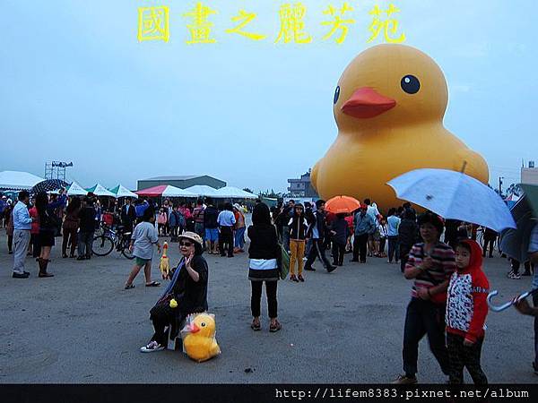 高雄黃色小鴨進駐桃園新屋後埤塘當旱鴨子 (34).jpg