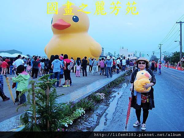 高雄黃色小鴨進駐桃園新屋後埤塘當旱鴨子 (42).jpg