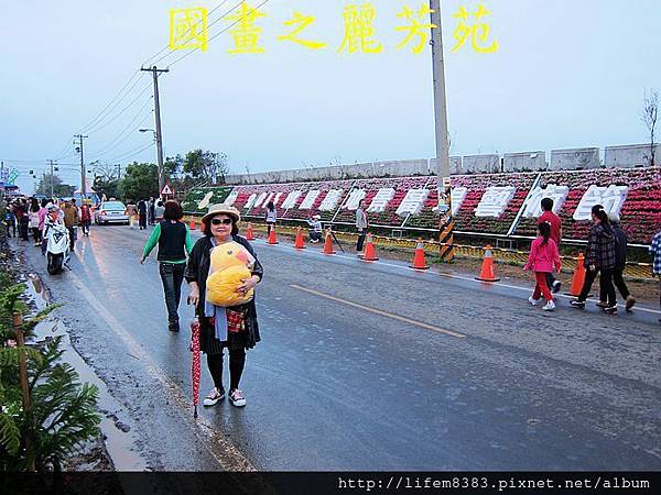 高雄黃色小鴨進駐桃園新屋後埤塘當旱鴨子 (44).jpg