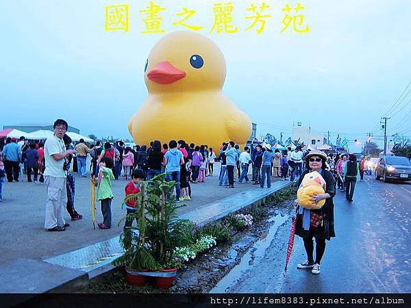 高雄黃色小鴨進駐桃園新屋後埤塘當旱鴨子 (45).jpg