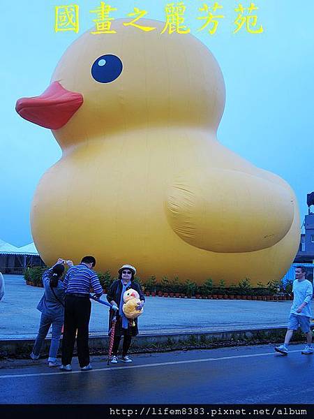 高雄黃色小鴨進駐桃園新屋後埤塘當旱鴨子 (49).jpg