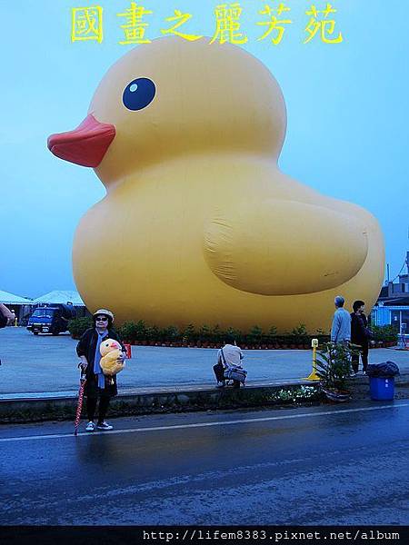 高雄黃色小鴨進駐桃園新屋後埤塘當旱鴨子 (53).jpg