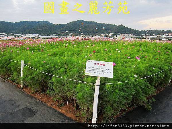 台中新社花海---花間漫遊  (21).jpg