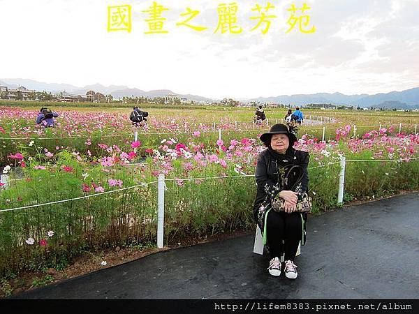 台中新社花海---花間漫遊  (25).jpg