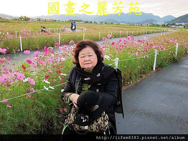 台中新社花海---花間漫遊  (26).jpg