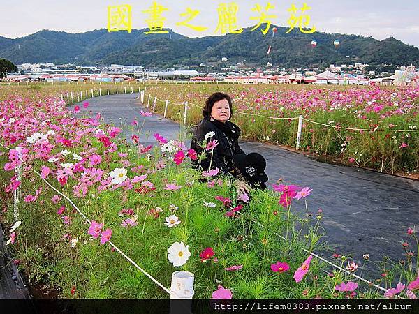 台中新社花海---花間漫遊  (31).jpg