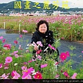 台中新社花海---花間漫遊  (34).jpg