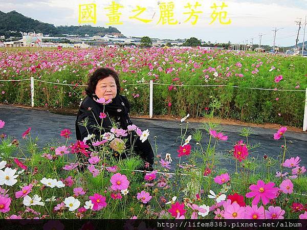 台中新社花海---花間漫遊  (35).jpg