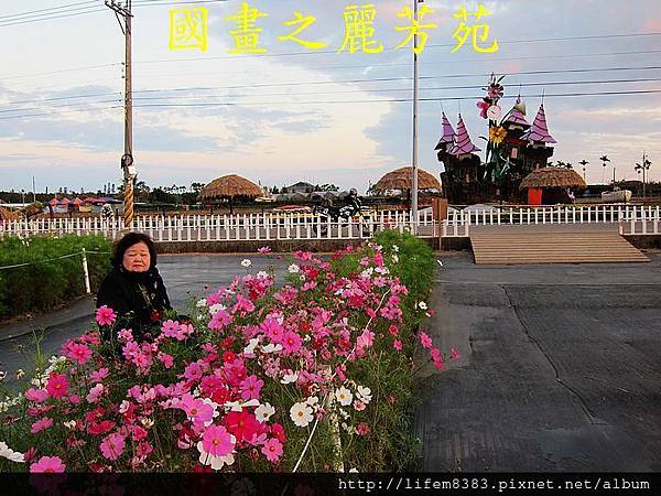 台中新社花海---花間漫遊  (37).jpg