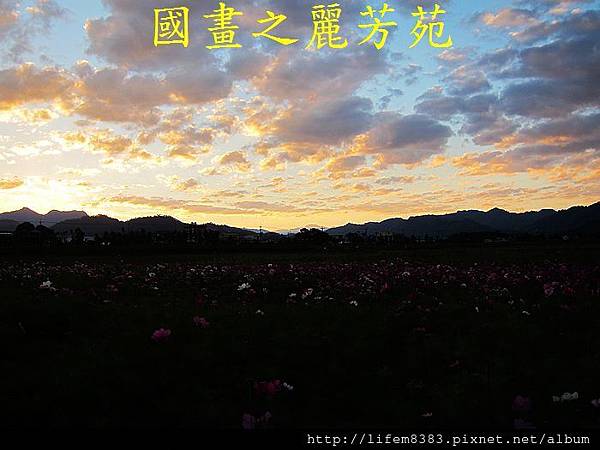 台中新社花海---花間漫遊  (41).jpg