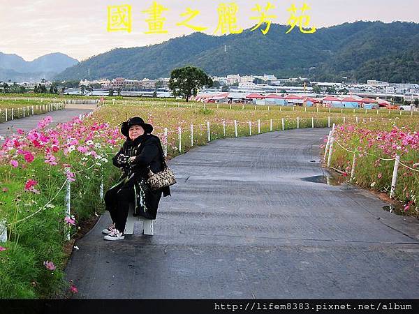 台中新社花海---花間漫遊  (43).jpg